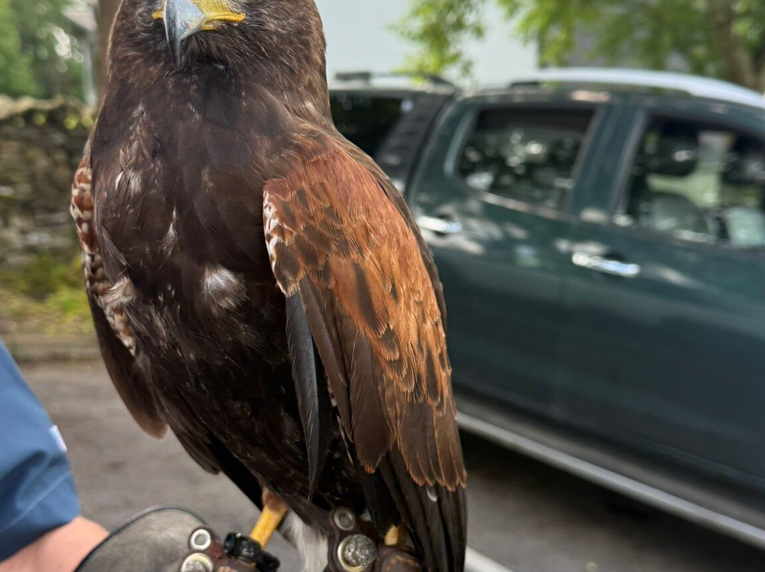 Lake District Falconry-温德米尔必去景点