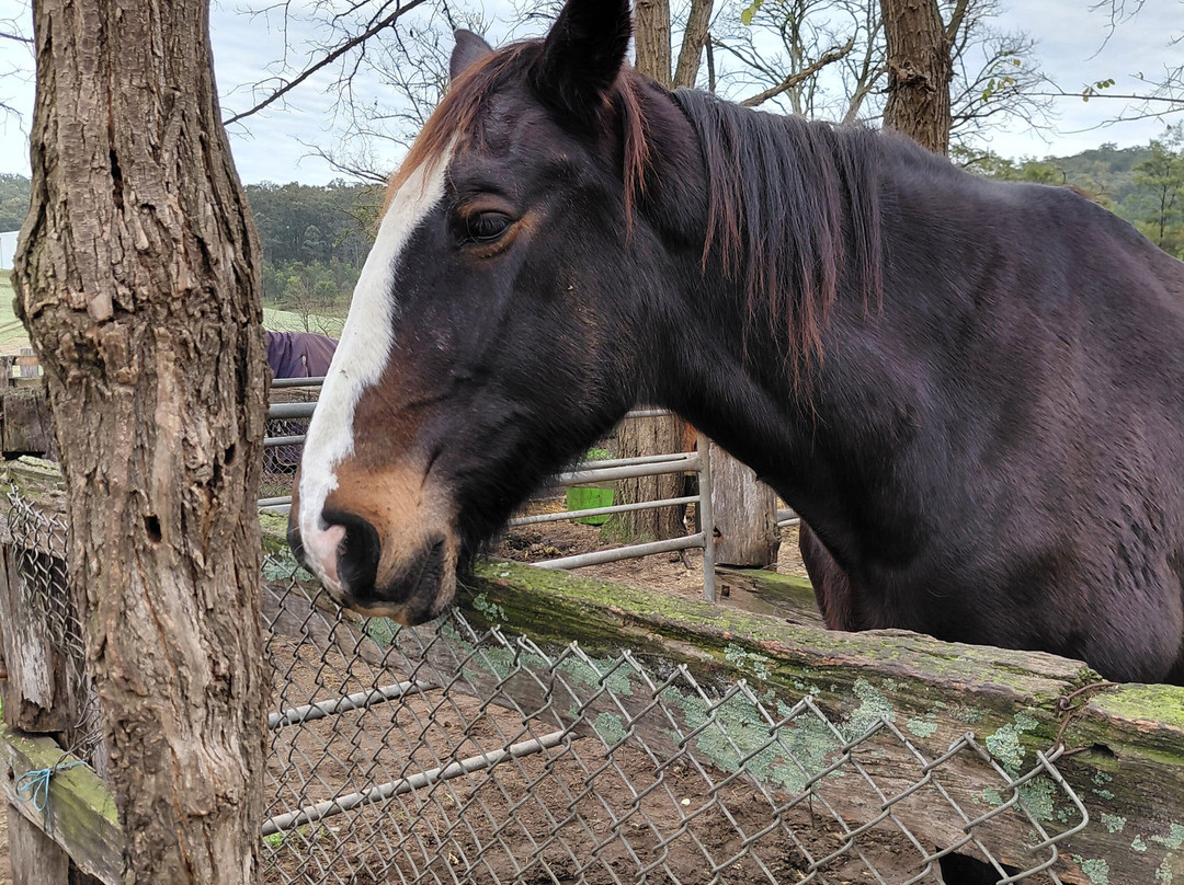 Chapman Valley Horse Riding-Howes Valley必去景点