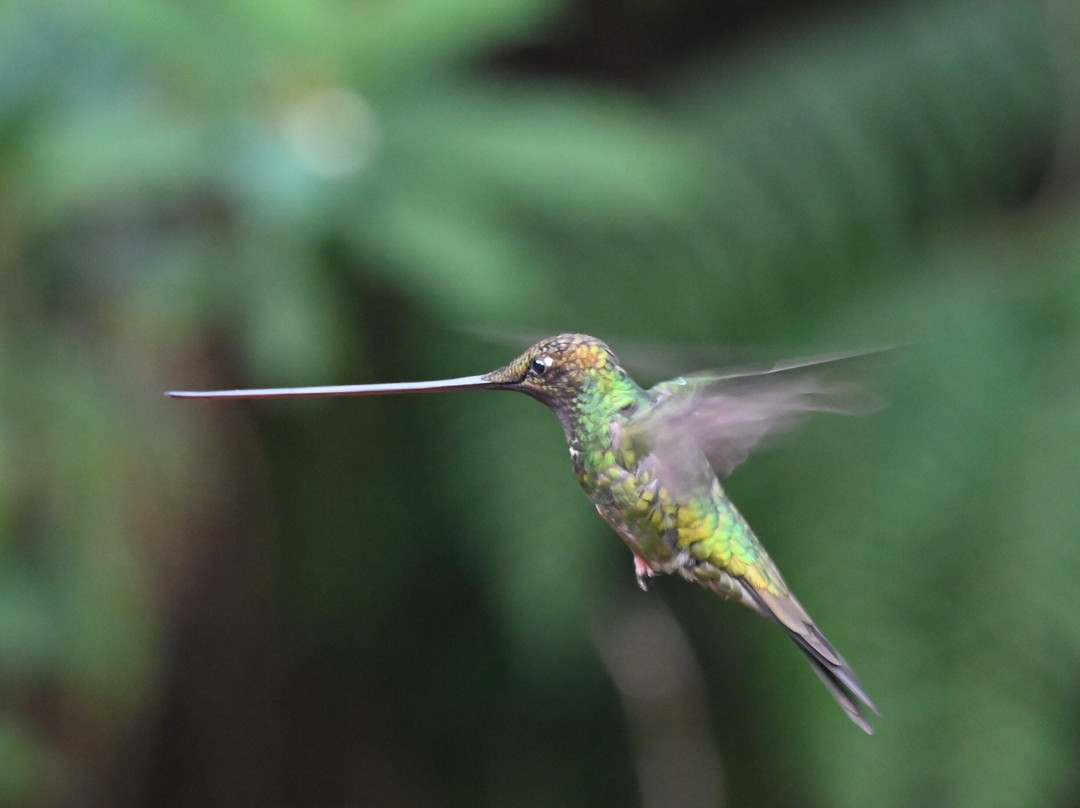 San Jorge Eco-Lodge & Botanical Reserve主图