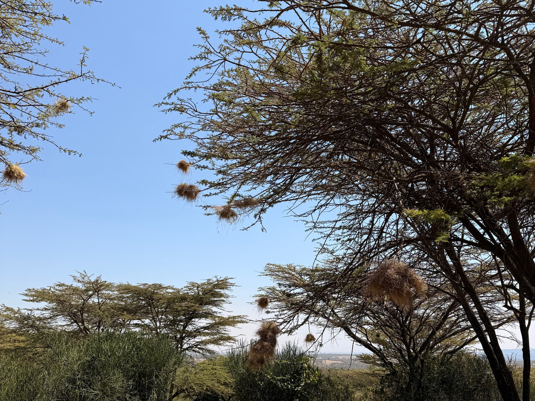 Oseki Maasai Mara Camp-Sekenani必去景点