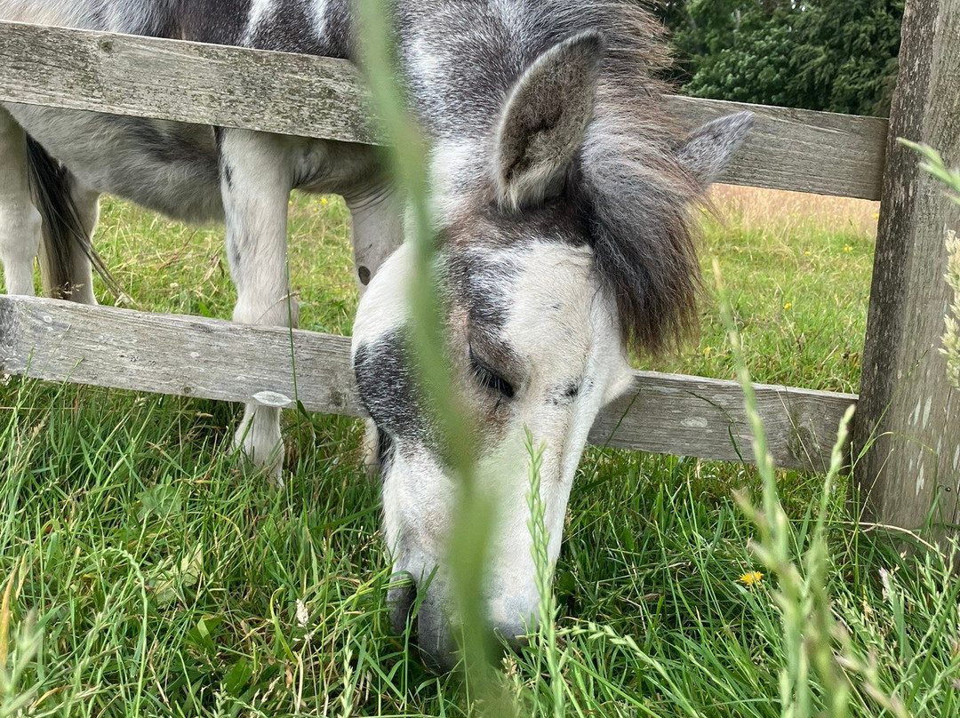 The Donkey Sanctuary-西德茅斯必去景点