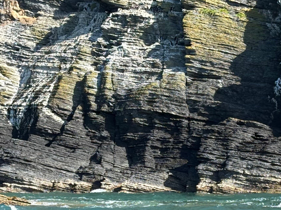 A Bay To Remember Wildlife Boat Trips-St. Dogmaels必去景点