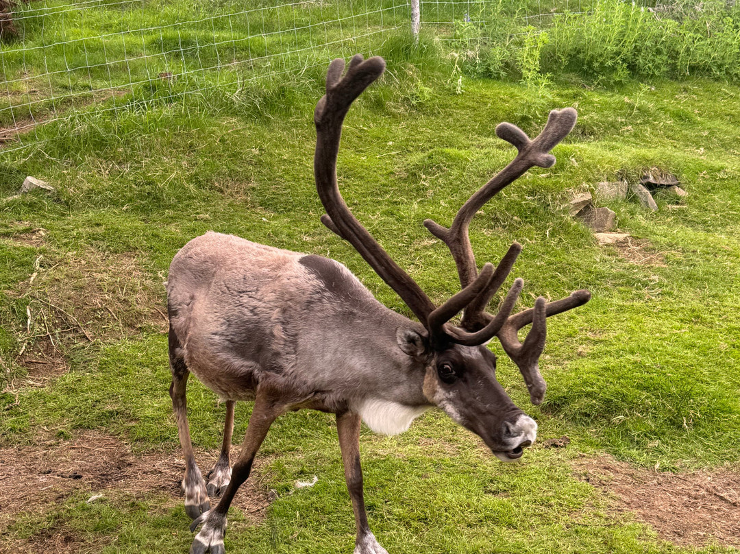 Reindeer Park / Hreindýragarðurinn-Fellabaer必去景点