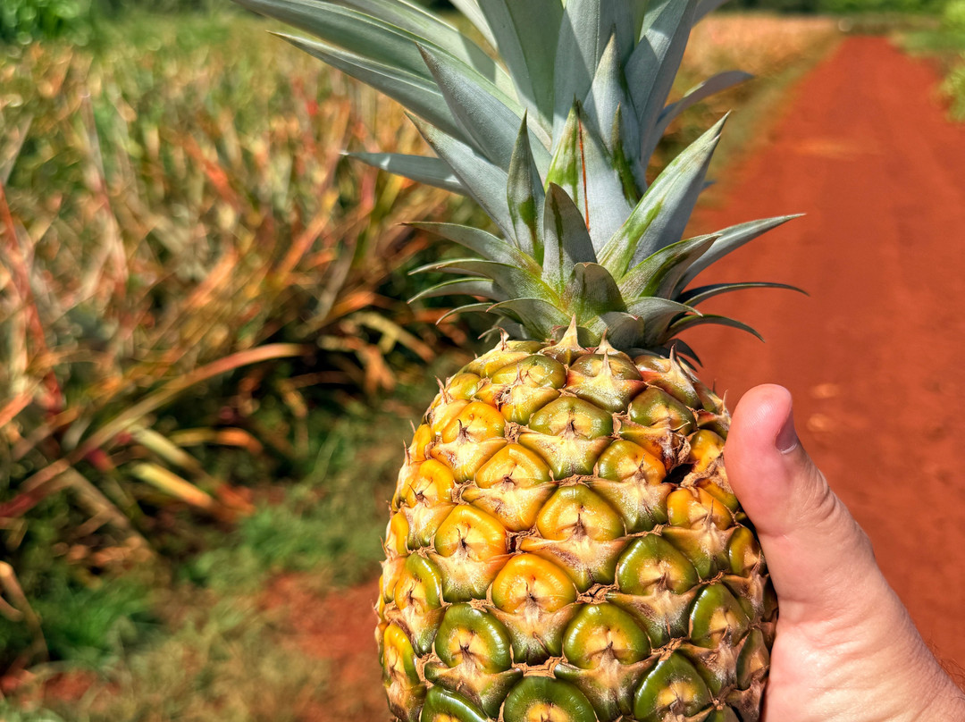 Sugarloaf Pineapple Farm-基拉韦厄必去景点