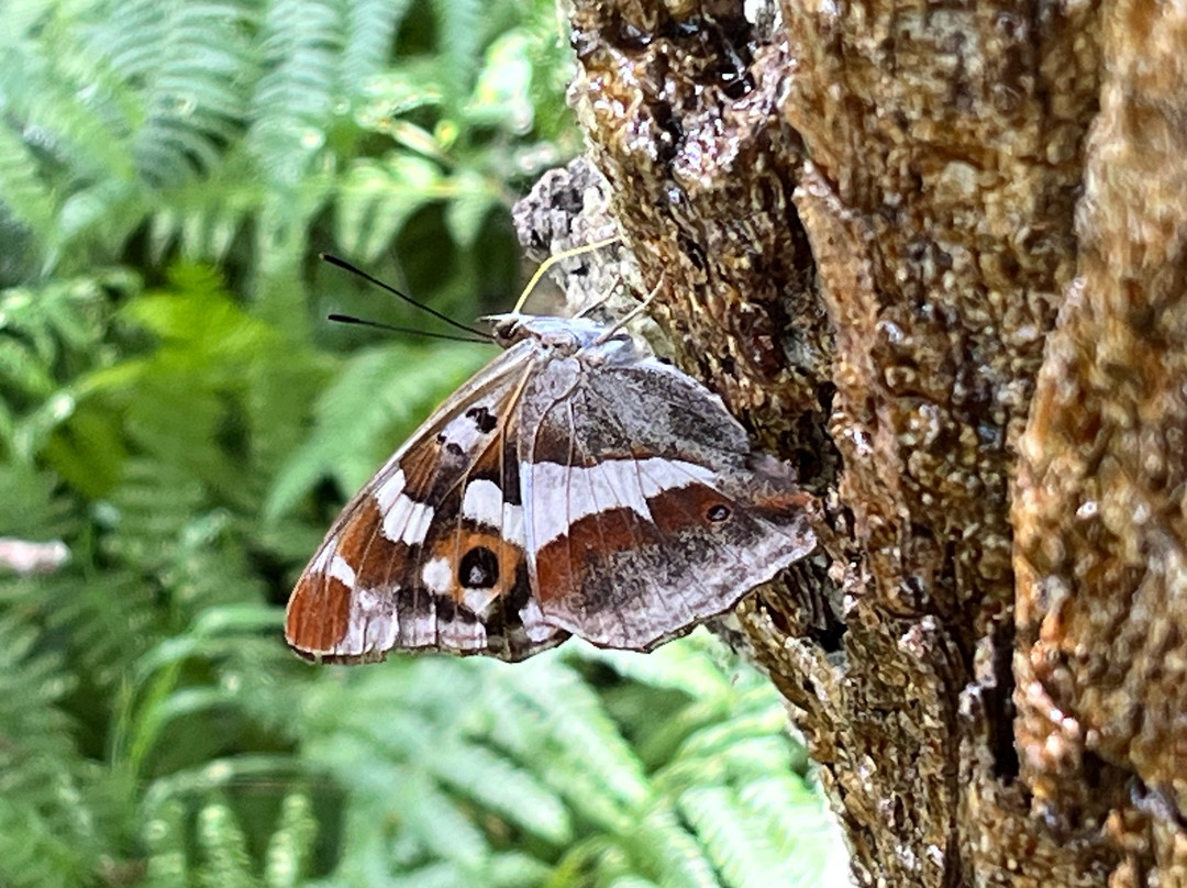 Knepp Wildland Safaris-霍舍姆必去景点