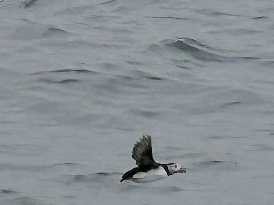 Bird Safari-Gjesvaer必去景点