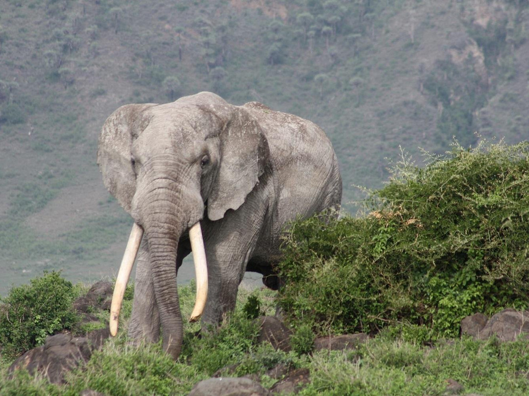 Livingstone Safari Tanzania-阿鲁沙必去景点