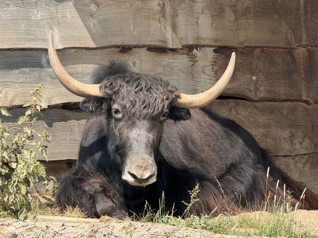Highland Wildlife Park-Kincraig必去景点