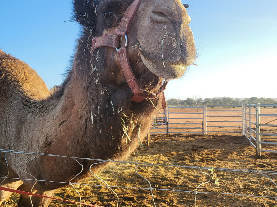 Silverton Outback Camels-Silverton必去景点