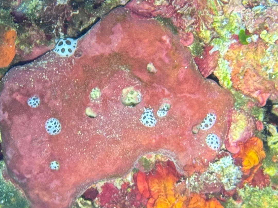 Lefkas Diving Centre-Nikiana必去景点
