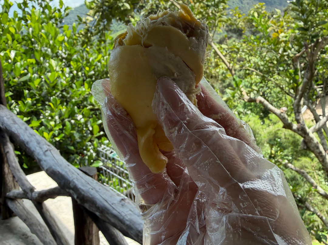 Durian Tree House-浮罗山背必去景点