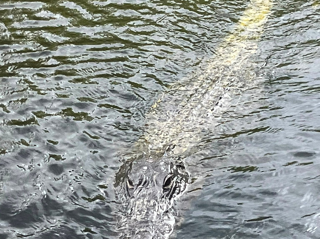 Everglades Swamp Tours-Everglades Wildlife Management Area必去景点