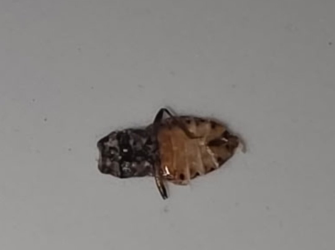 蒙特罗斯贝斯特韦斯特酒店主图