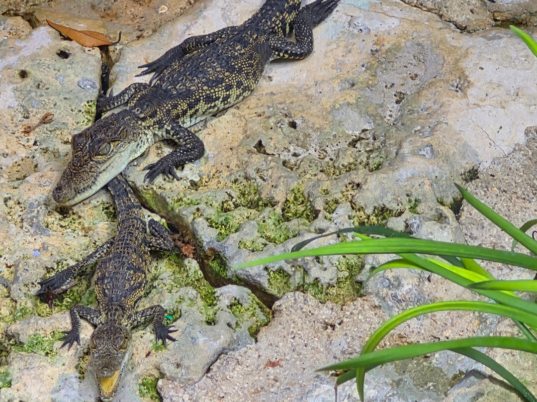 Croco Cun Zoo-从莫雷洛斯港必去景点