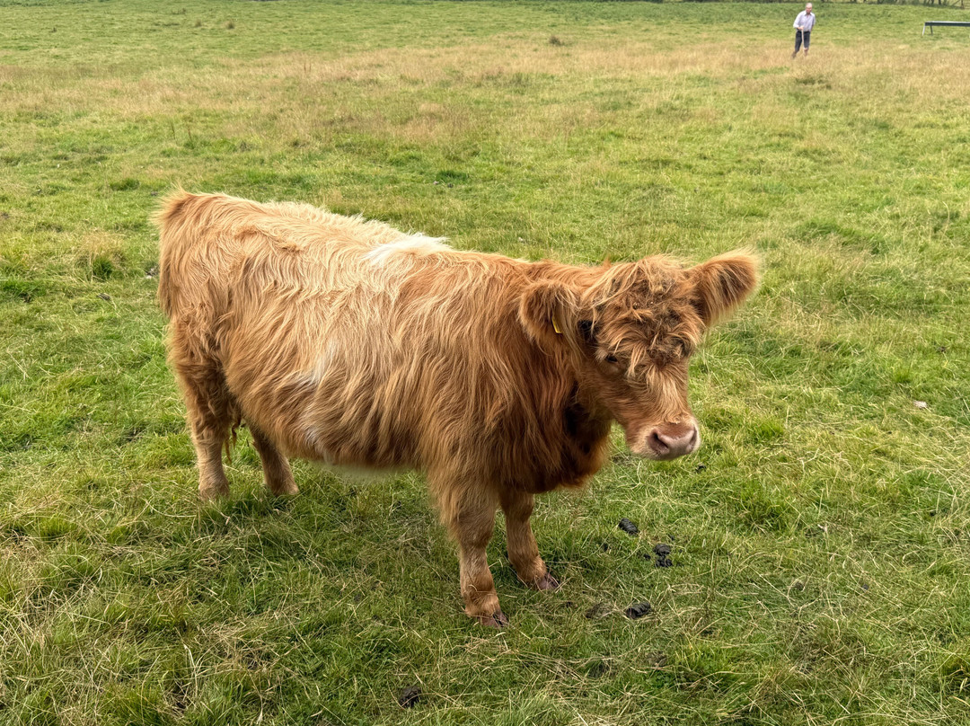 Monty's Farm Park-Dumbarton必去景点