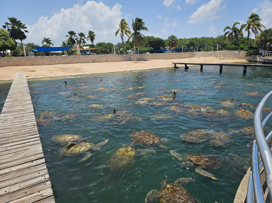 Cayman Turtle Centre: Island Wildlife Encounter-西湾必去景点