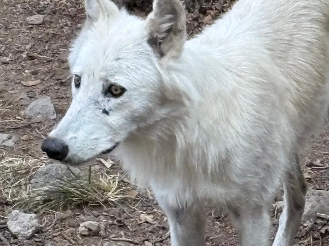 Les Loups du Gevaudan-Saint-Leger-de-Peyre必去景点