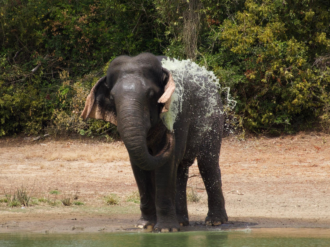 Wilpattu Safari Jeep-Wilpattu National Park必去景点