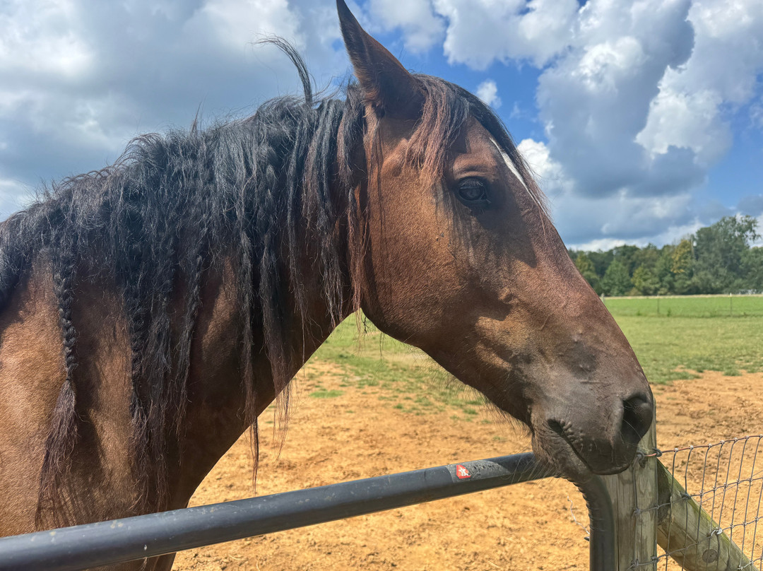 Equine Social