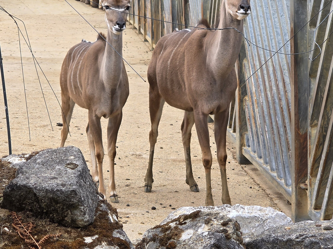 Colchester Zoo-科尔切斯特必去景点