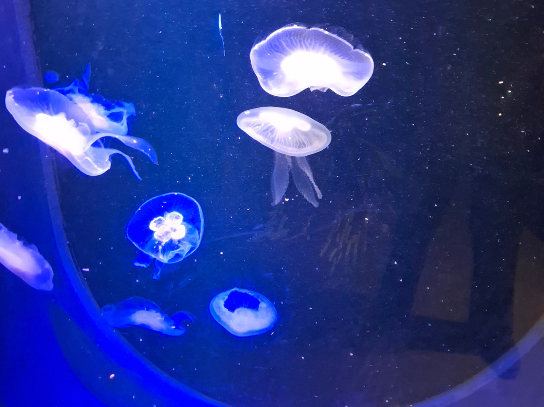 Sea Life Blankenberge-布朗肯堡必去景点