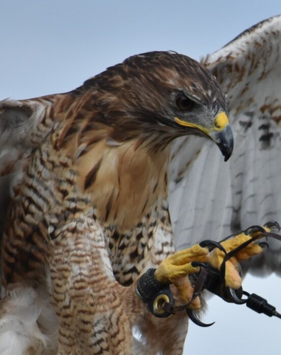 Bird on the Hand Falconry Experiences-Church Langton必去景点