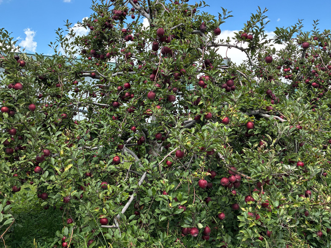 Barber Orchard Fruitstand-韦恩斯维尔必去景点