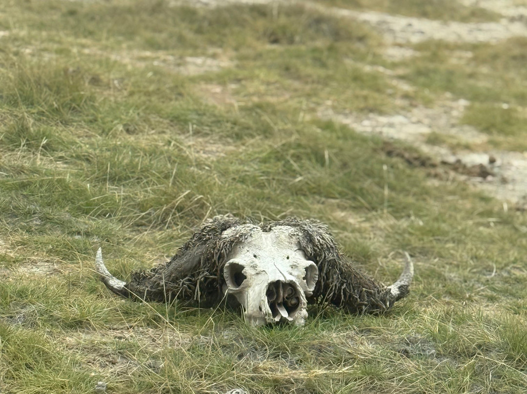 KingTomondo Safaris Kenya-蒙巴萨必去景点