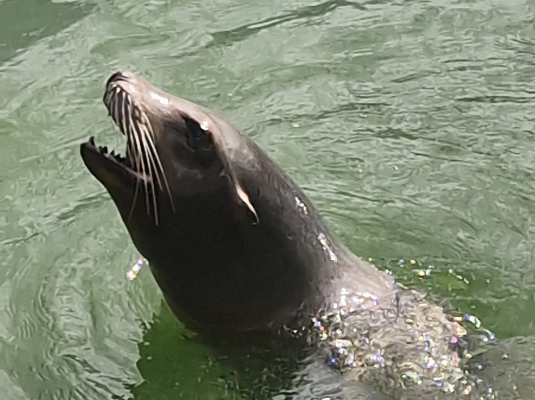 Longleat Safari Park-沃敏斯特必去景点