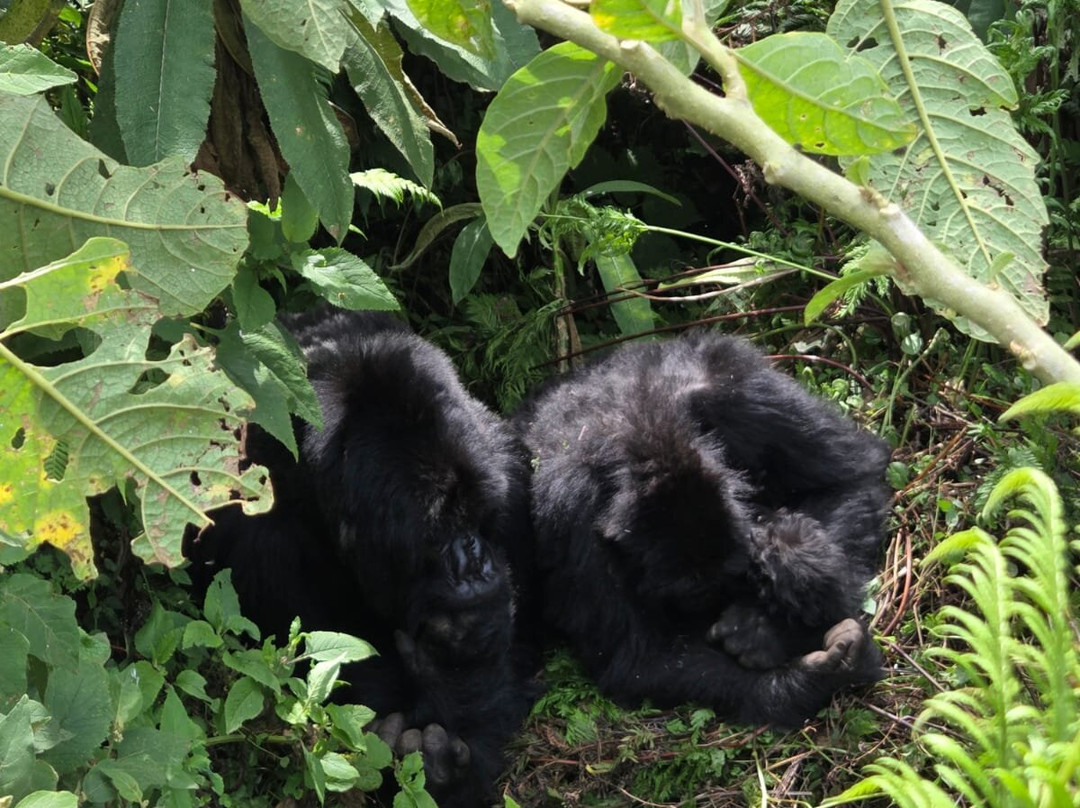Volcanoes National Park Rwanda-Musanze District必去景点
