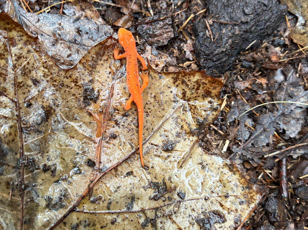 Doughton Park Campground and National Recreation Area-Laurel Springs必去景点