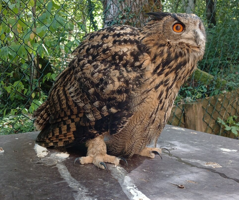 Parc Zoo du Reynou-Le Vigen必去景点