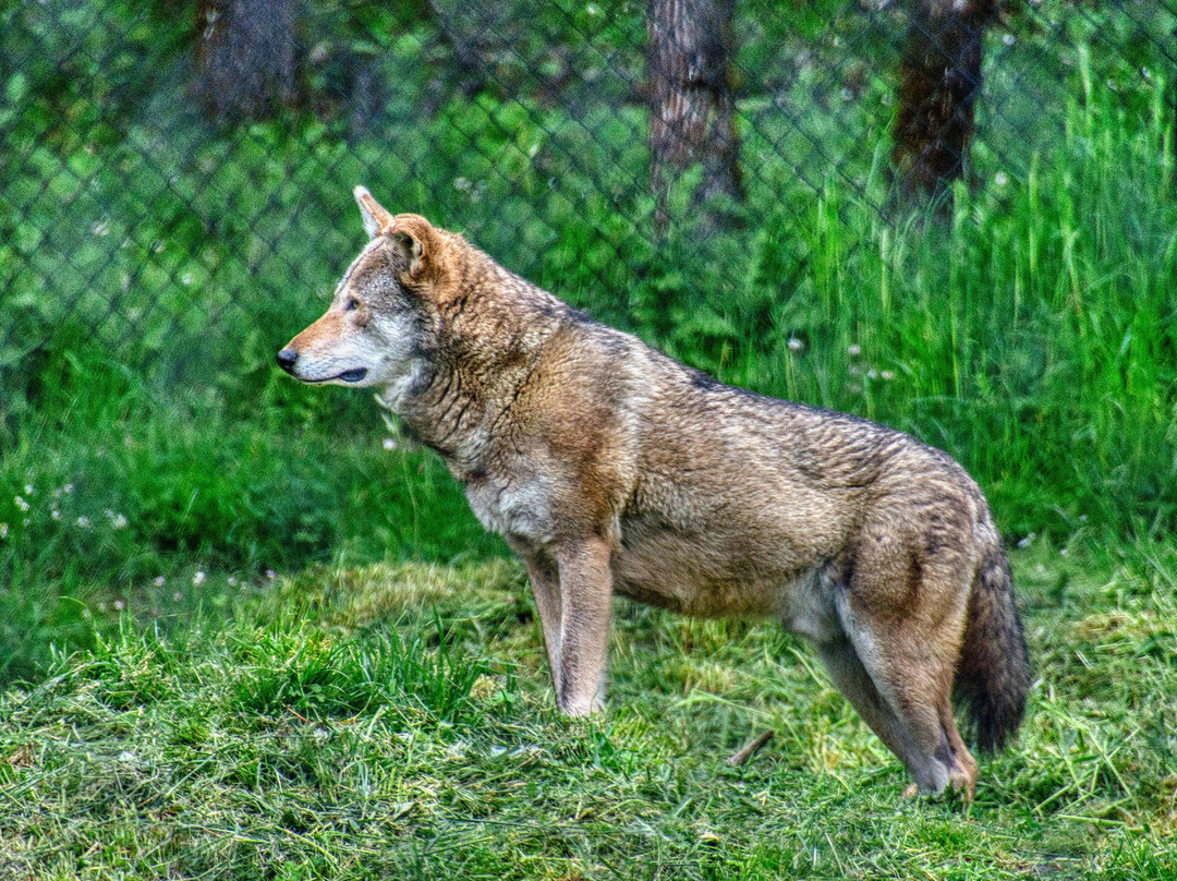 Wildlife Safari-Winston必去景点
