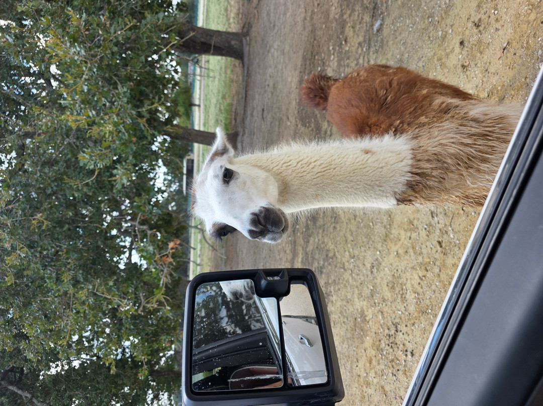 Texas Zoofari Park-Kaufman必去景点
