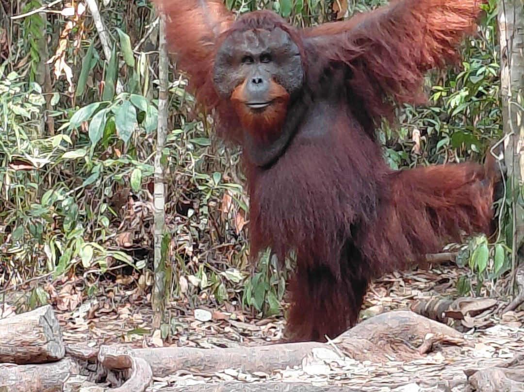 Orangutan Houseboat Tour-Kumai必去景点