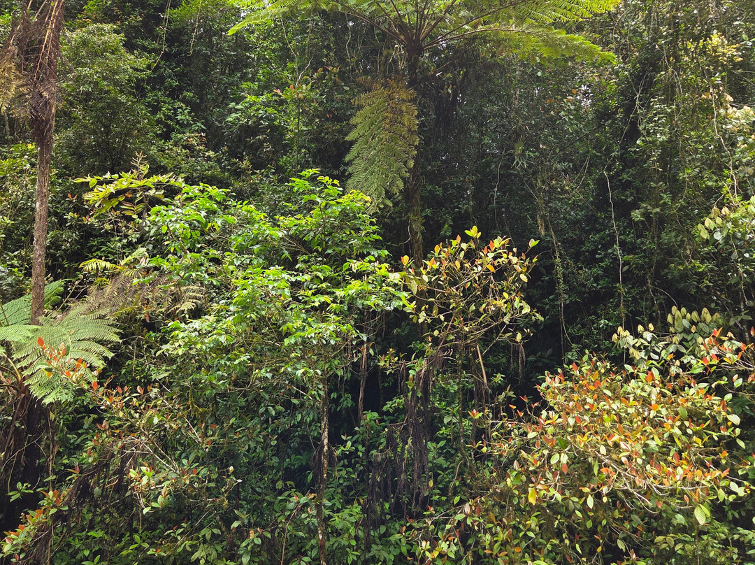 Millaa Millaa Falls-Millaa Millaa必去景点