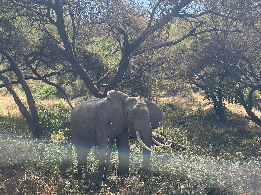 Unlimited Expeditions - The Soul Of Tanzania-阿鲁沙必去景点