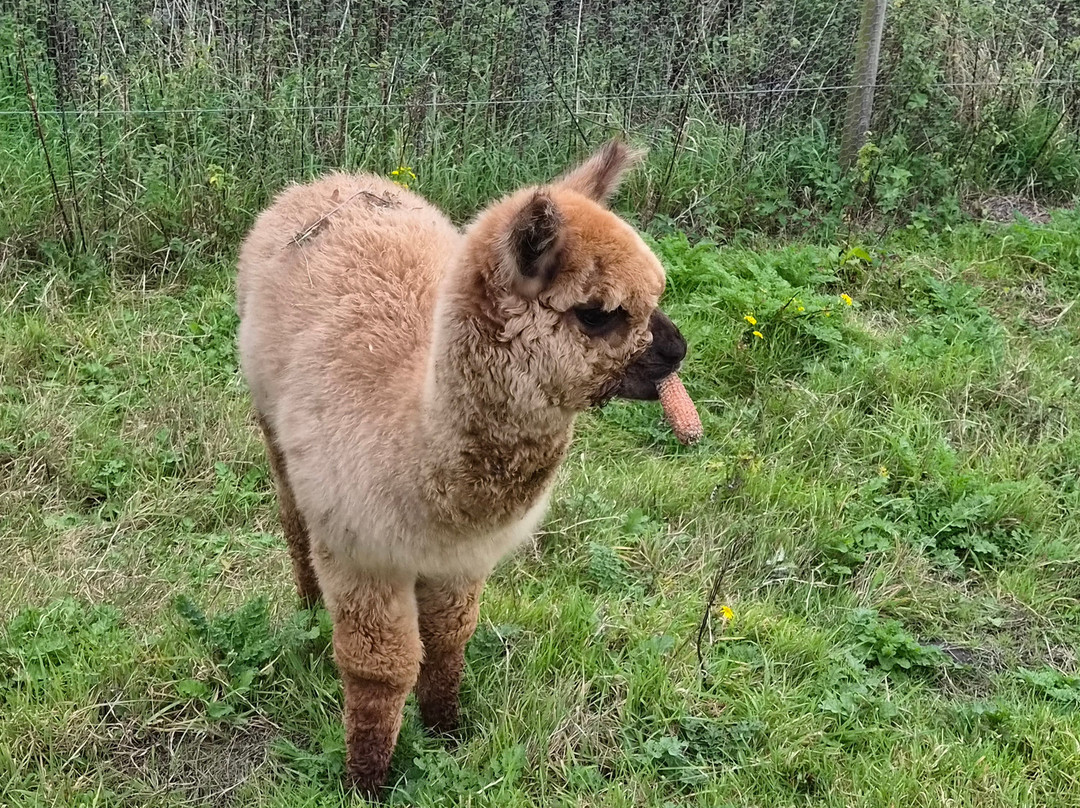 Cheshire Alpacas-Antrobus必去景点