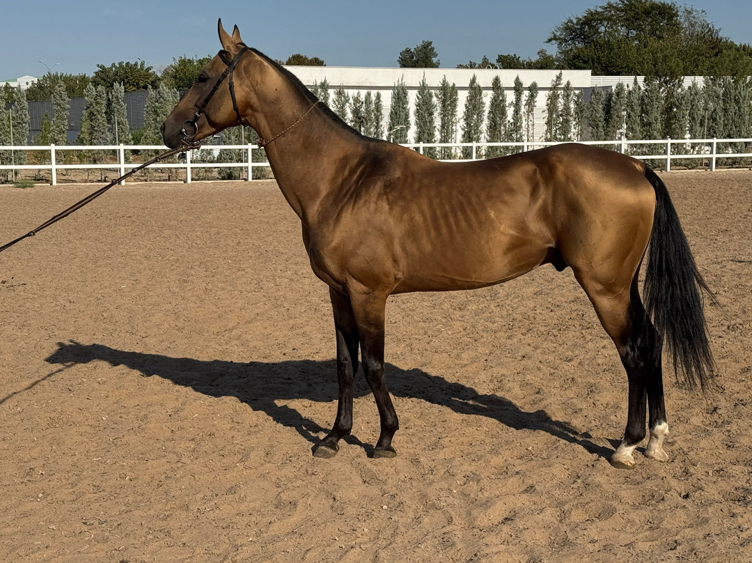Ashgabat hippodrome-阿什哈巴德必去景点