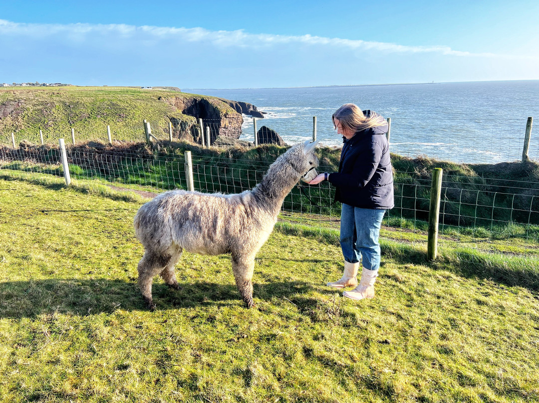 Portally Alpaca Trail