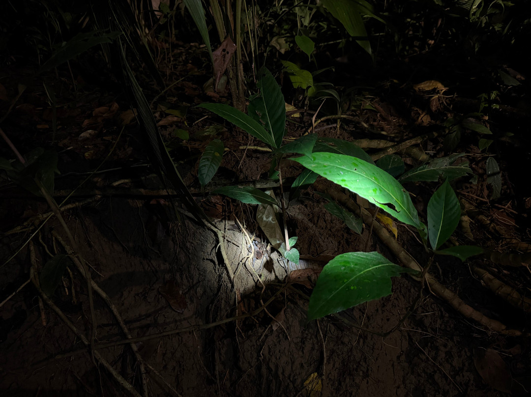 Manzanillo Night Jungle-Manzanillo必去景点