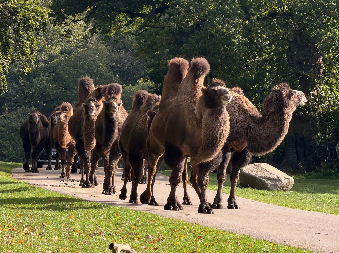 Knuthenborg Safaripark-马里博必去景点
