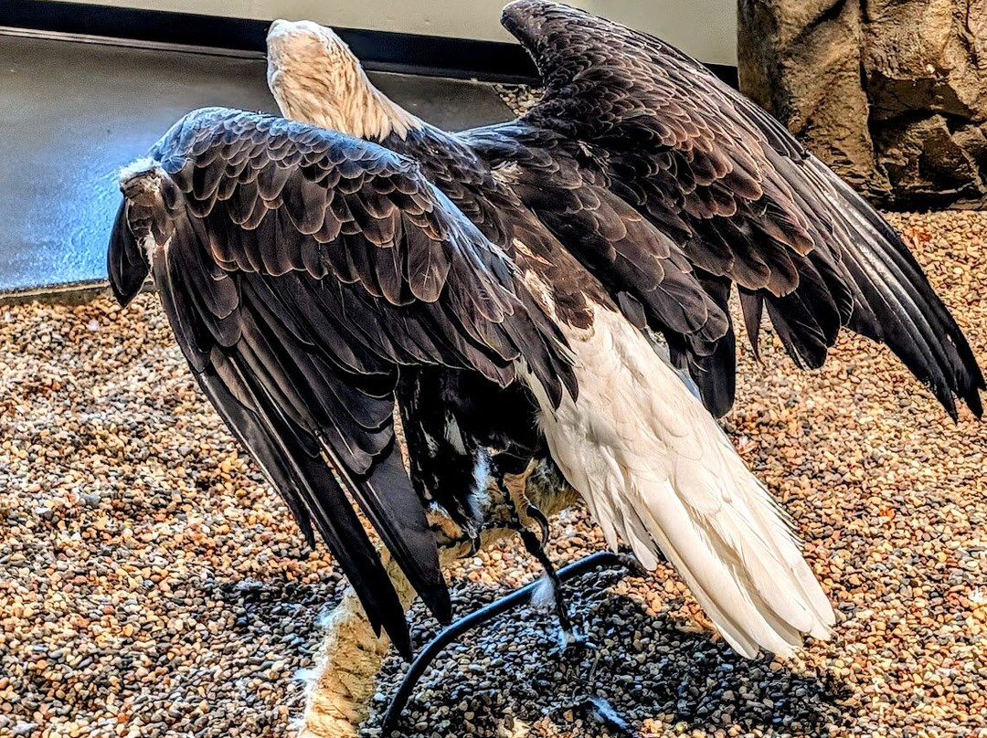 National Eagle Center-Wabasha必去景点