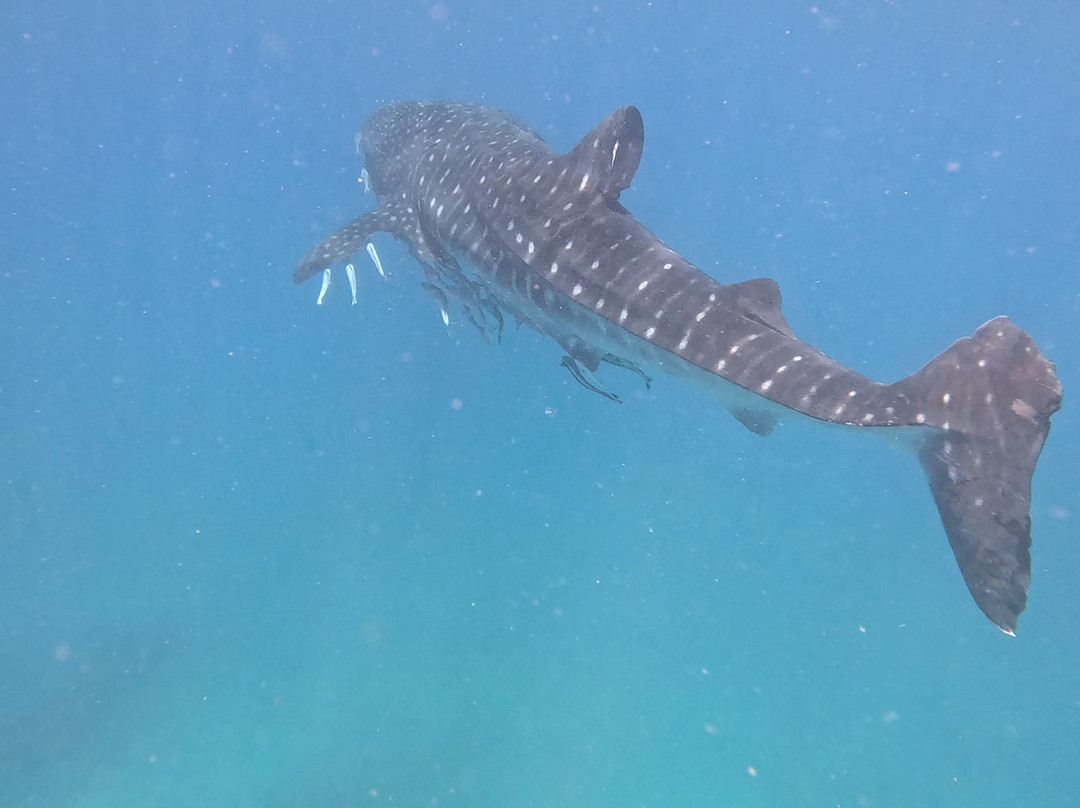 Ningaloo Whaleshark Swim-埃克斯茅斯必去景点
