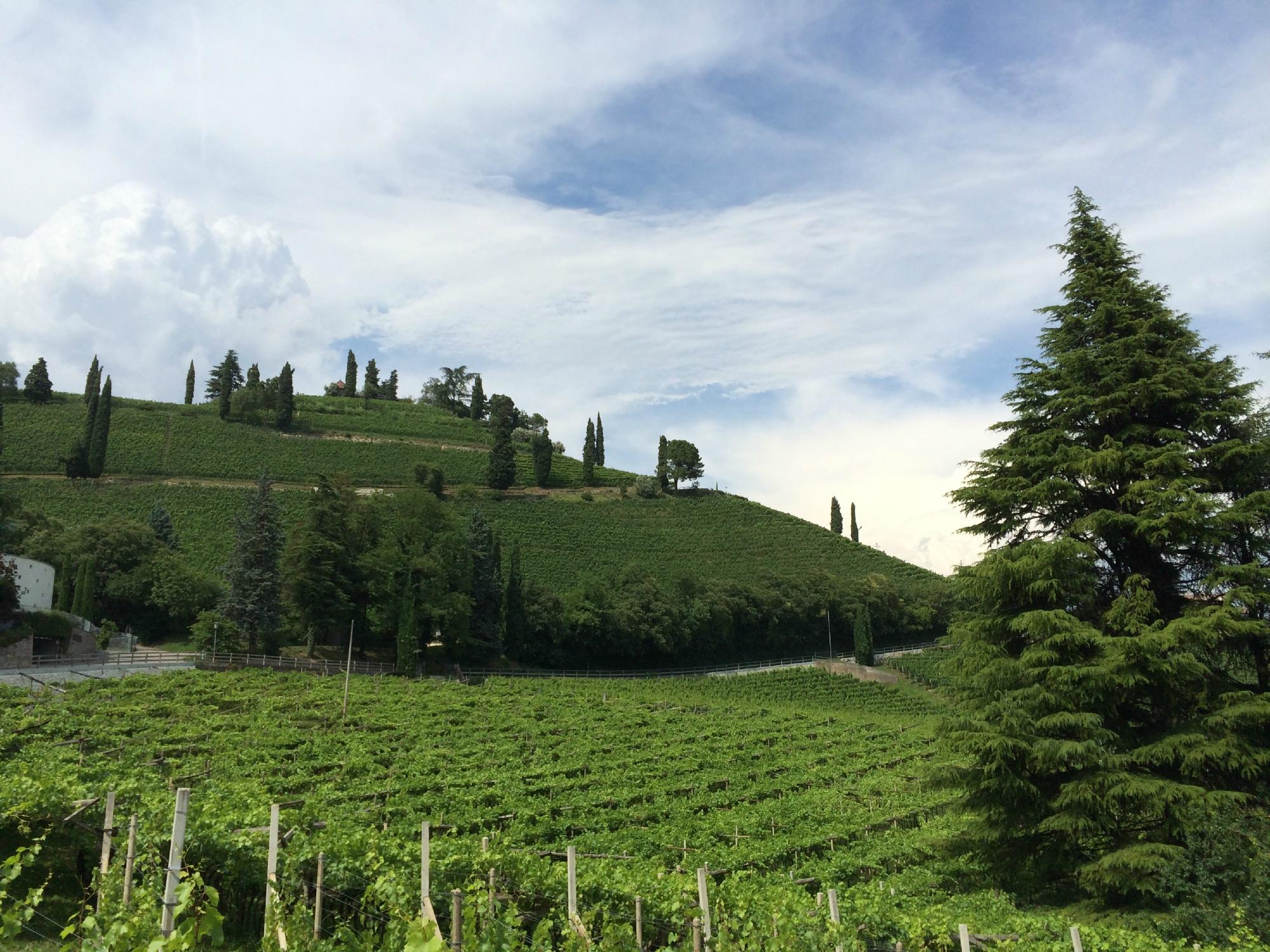 Hotel Schneckenthaler Hof-酒店景观