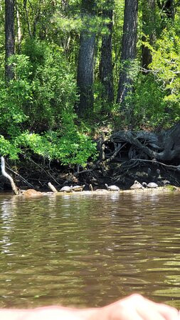 Edisto River Adventures景点图片
