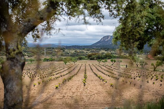 Bodega y Viñedos Tierra Calma景点图片