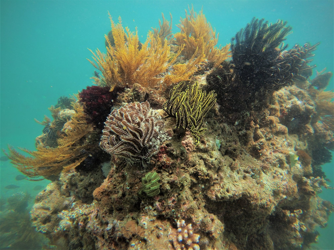 巴里岛潜水景点图片