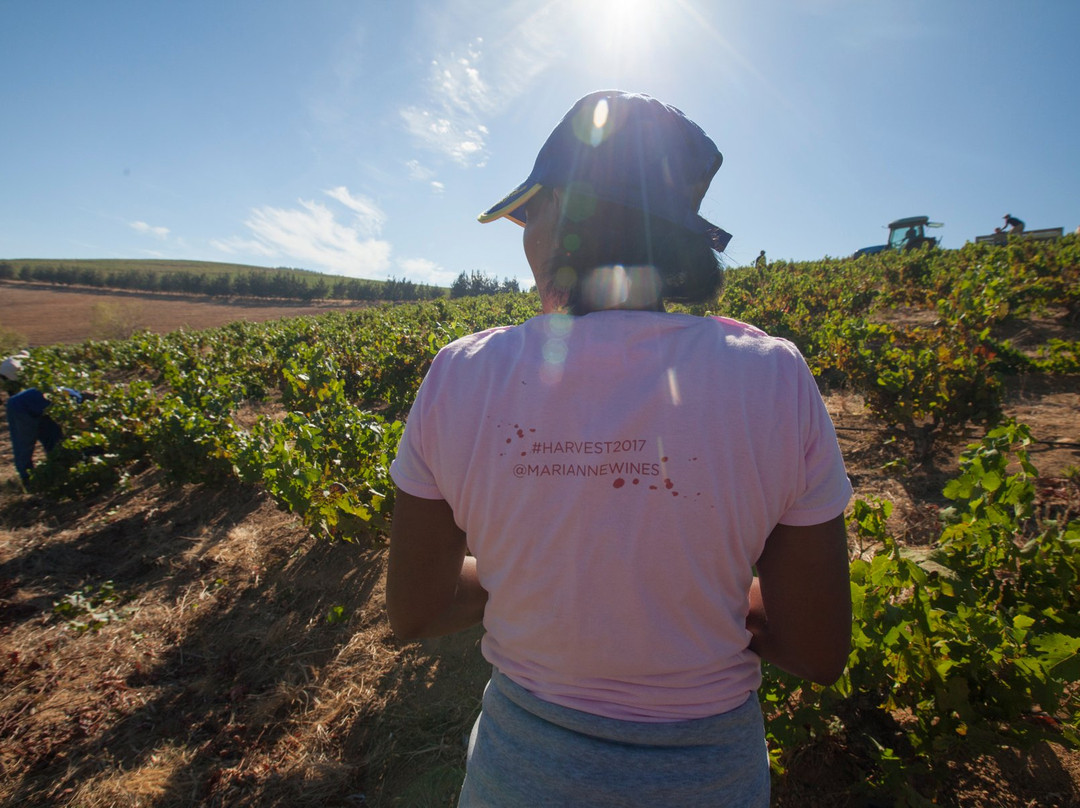 Marianne Wine Estate