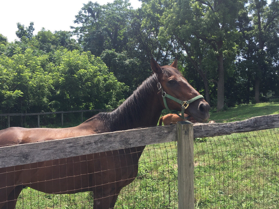 Ryerss Farm for Aged Equines景点图片
